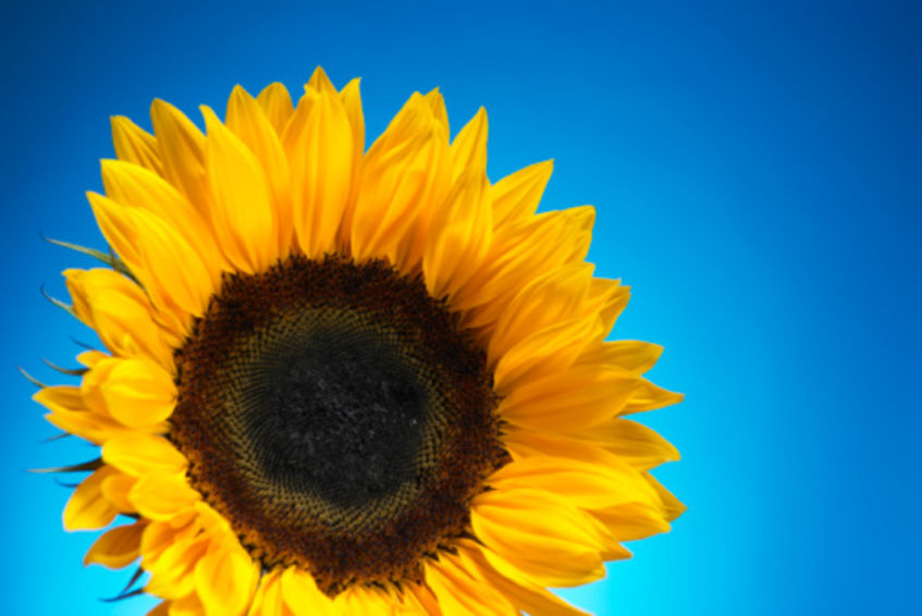 Will You or Won’t You? Wjm Supports the Highland Hospice's Make a Will Month