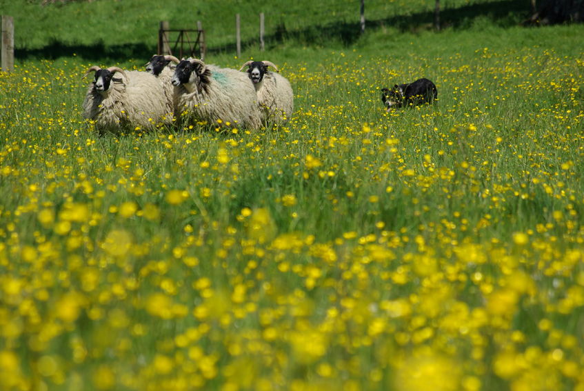 Wright, Johnston & Mackenzie LLP : the Perfect Choice for Scottish Landowners