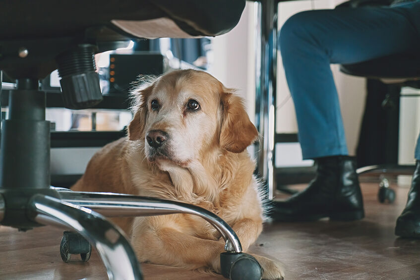 WJM Employment Lawyer Urges Caution Against Refusing Animals in the ...