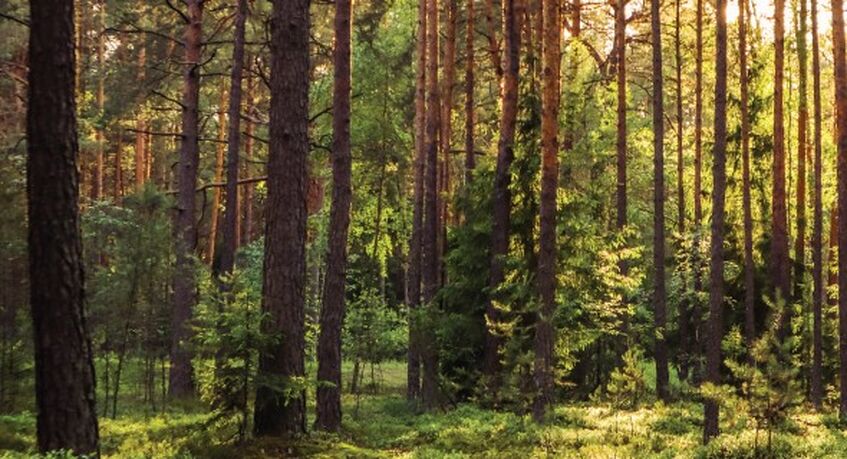 I'm Thinking of Buying a Woodland in Scotland – What Do I Need to Consider?