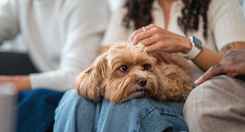 Most Scots Not Aware Pets are Classed as “Assets”, When it Comes to Break-Ups 